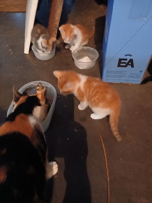 Gatinhos para doar