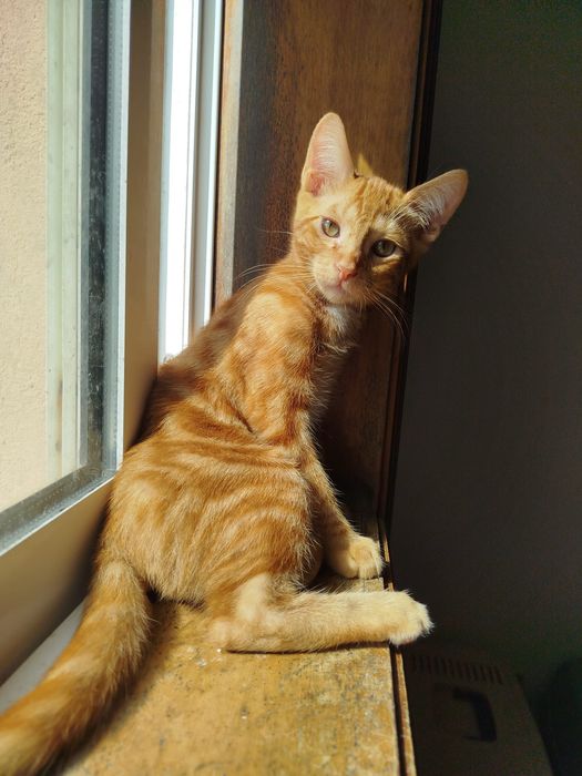 Gatinho bebé para adoção