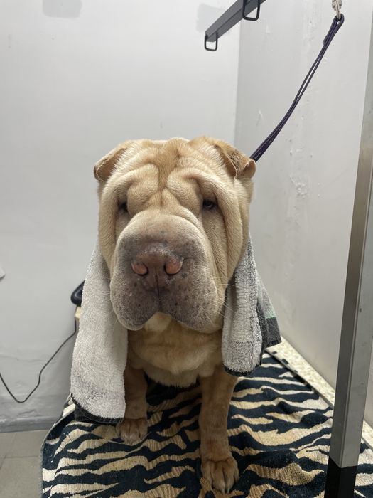 Грумінг, з думкою про Вашего улюбленця.