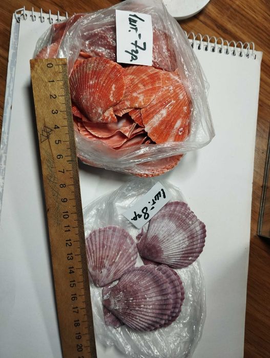 Ракушки гребешки океанические и черноморские