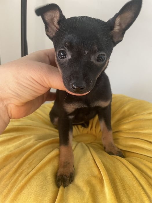 Pinczer  miniaturowy  pies suczka miniaturka