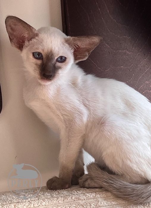 Kotka syjamska czekoladowa .Rodowod  FPL