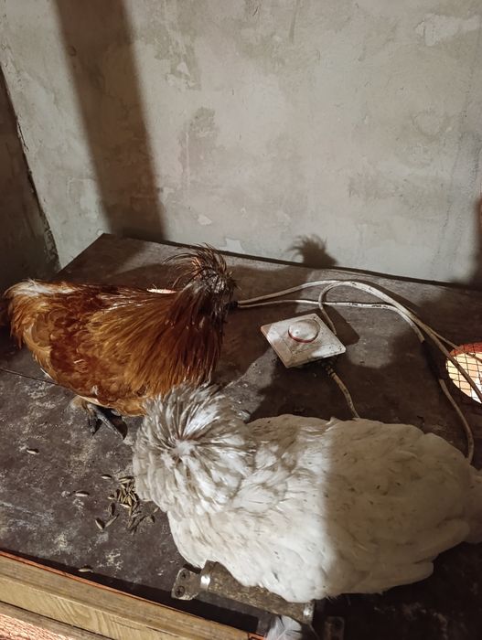 Кури породи Падуан