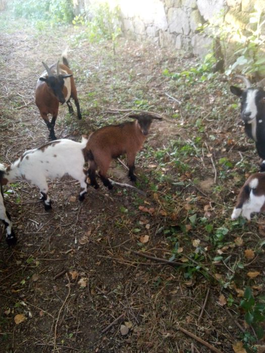 Cabritinhas de raça anã com pais á vista e seus descendentes muito boa qualidade