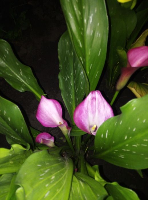 Продам клубні кали