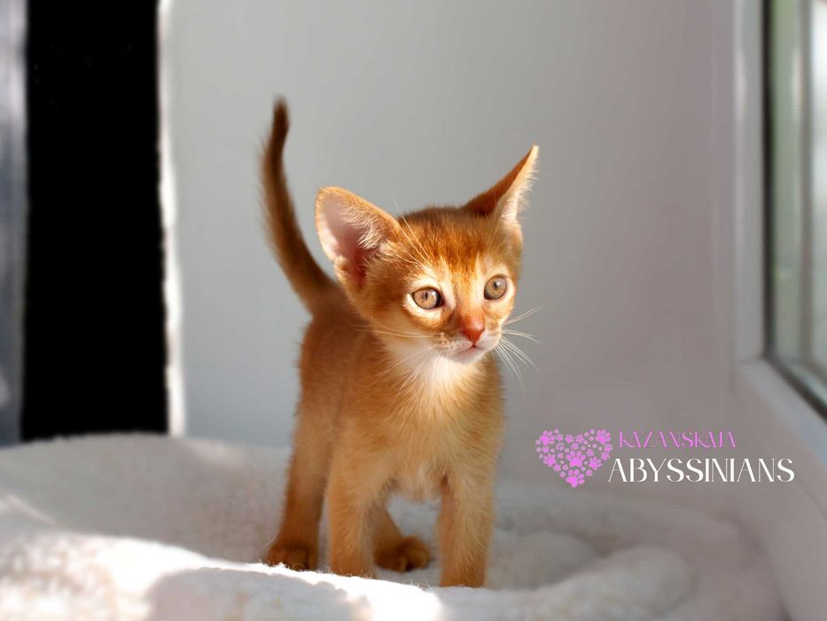 Абиссинская кошка мальчик окраса соррель