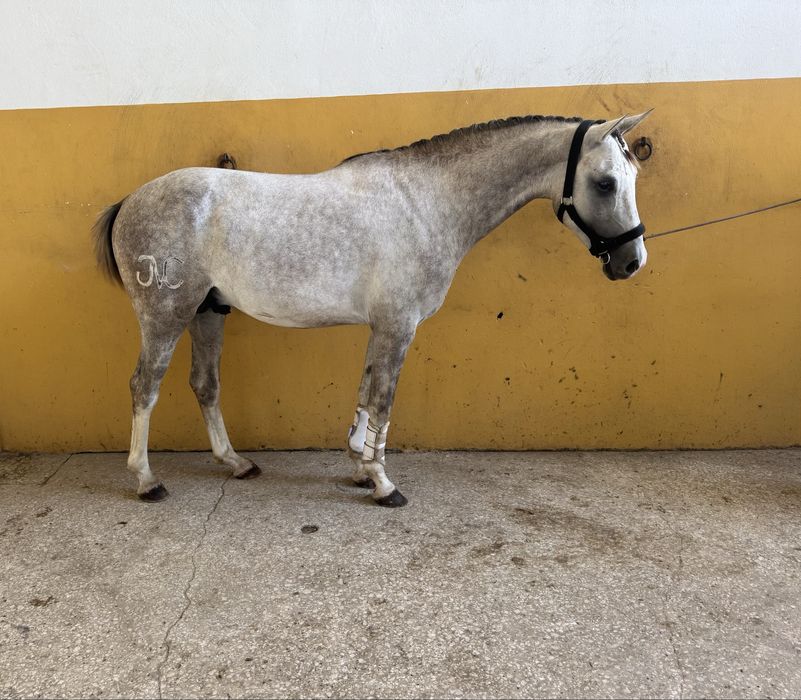 Poldro puro sangue árabe de 3 anos