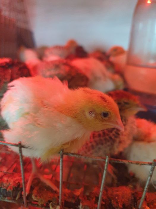 Продаж перепілок