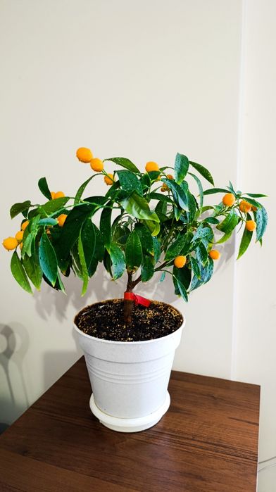 Мандарин Міні/ Кумкват Цитрус висота  42  см. Кімнатна рослина.