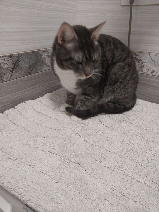 Віддам в хороші руки