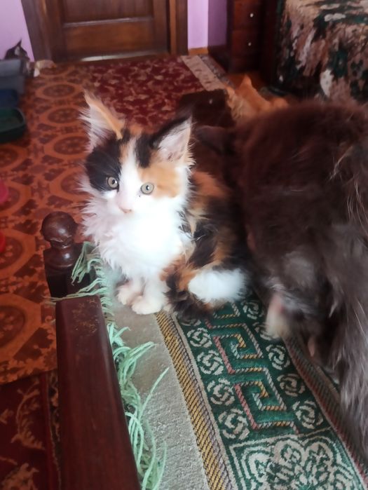 Ми із розплідника.Нам три міс.