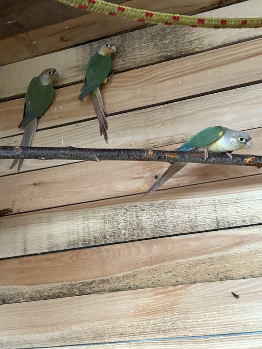 Sprzedam ptaki z 24r