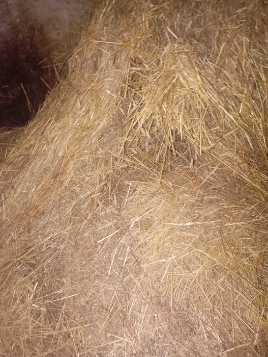 Sprzedam z gospodarstwa