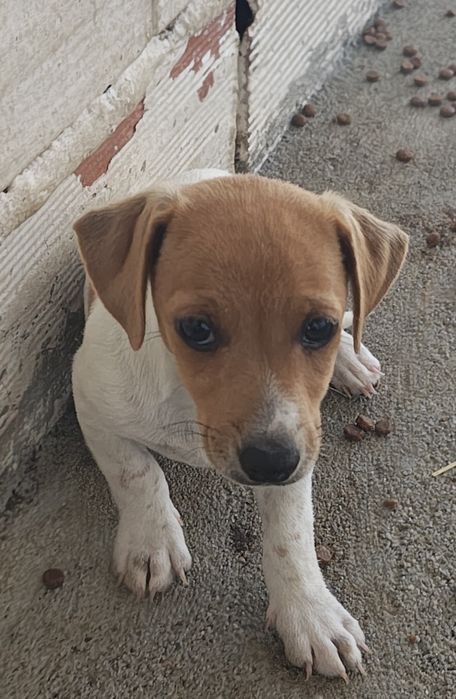 Jack Russell terrier macho puro