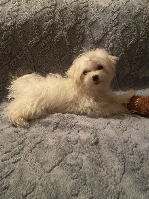 piesek i sunia maltanczyk