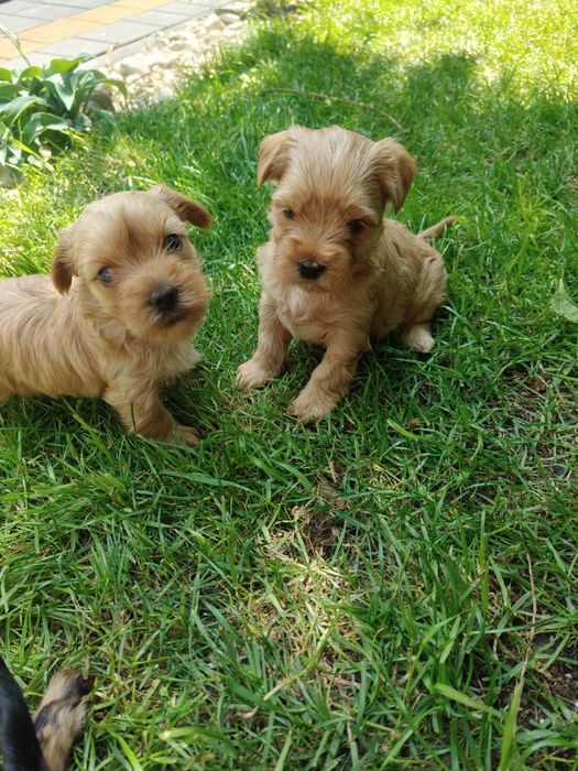 Yorkshire terrier