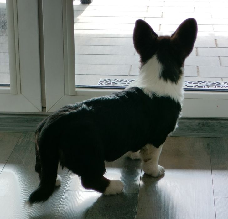 Welsh Corgi Cardigan FCI