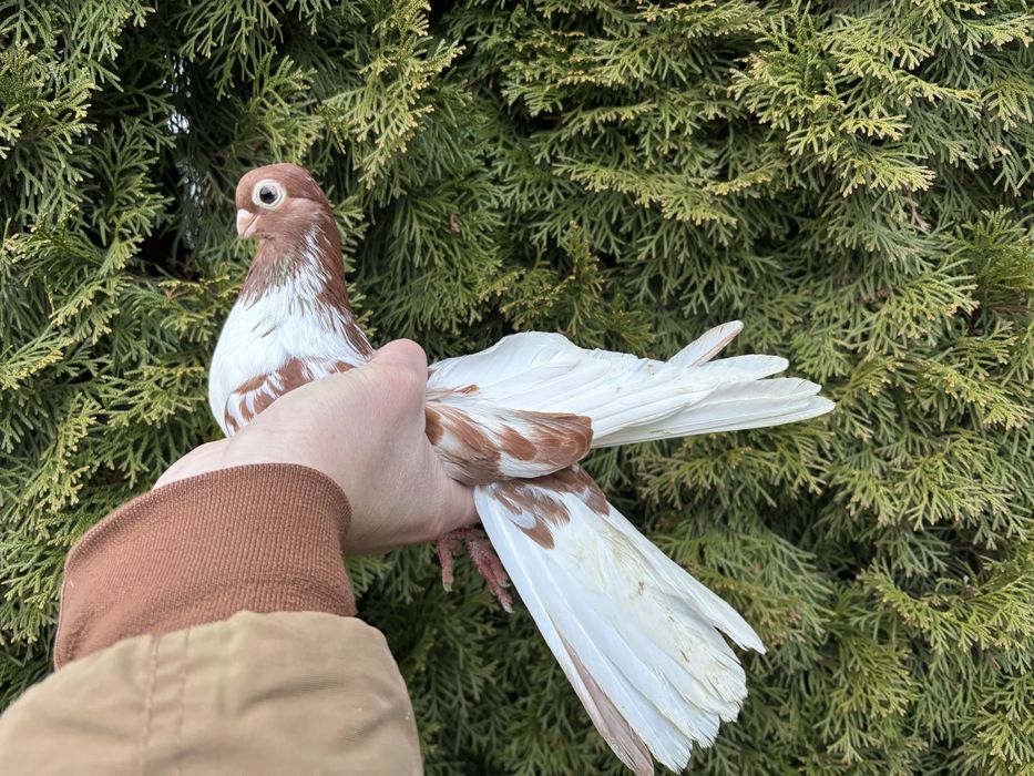 Gołębie zamojskie krótkodzioby