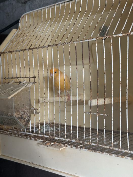 vendo ou troco casal de canarios