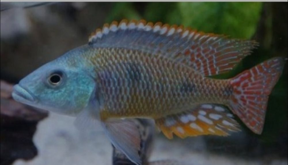 otopharynx tetrastigma 1M 3F