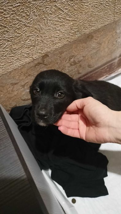 Цуцик в добрі руки. Терміново!