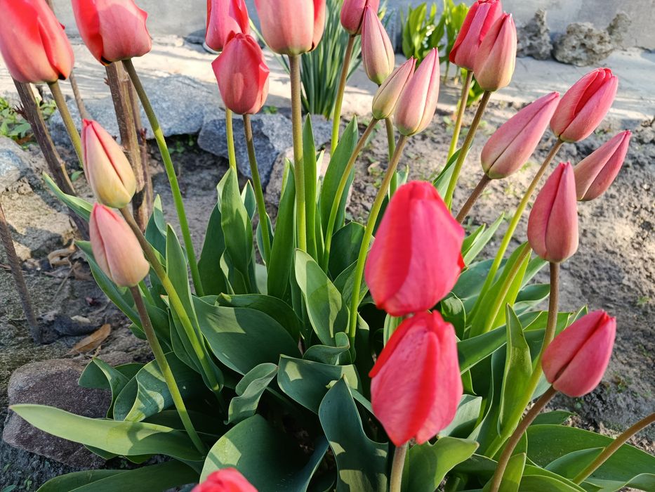 Продам тюльпани на зріз.