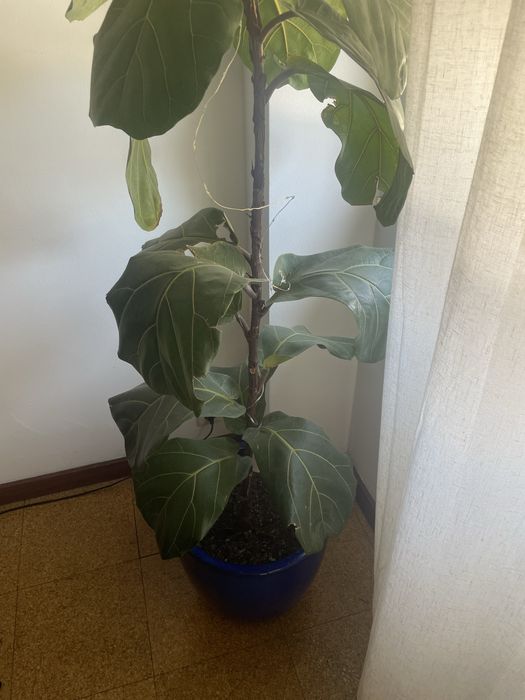 Ficus lyrata com mais de 200cm