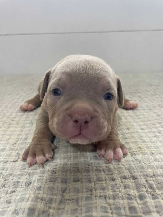 American bully pocket