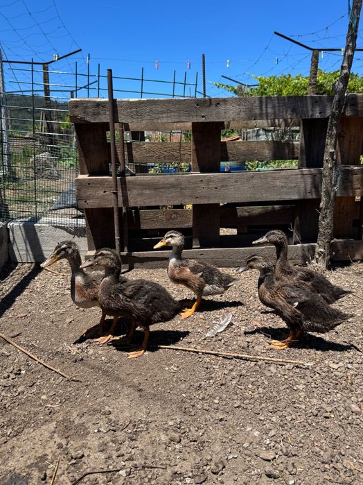 Patos de raça Rouen