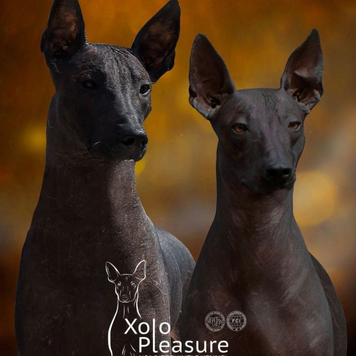 Ксолоітцкуінтлі (стандарт), Мексиканський голий пес.