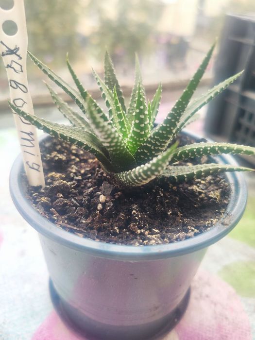 Хавортія молоді рослинки