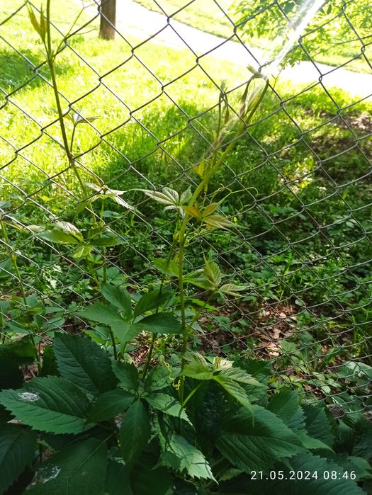 Дівочий / дикий виноград п'ятилистковий