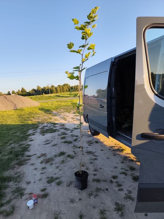 Platan klonolistny (Platanus acerifolia)