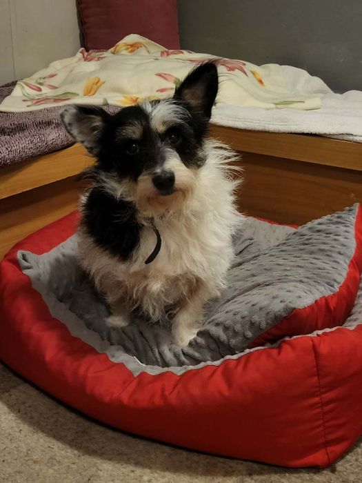 Kropka maleńka psia babcia szuka domku