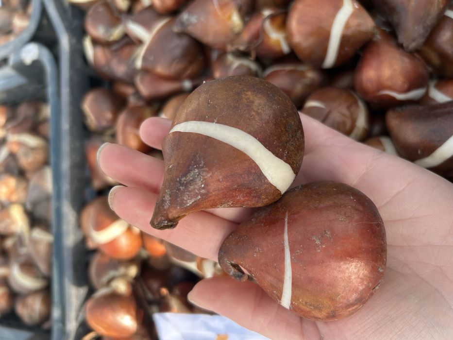 Tulipany cebulki z Holandii