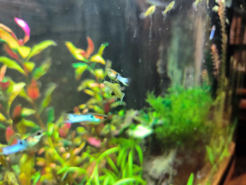 Gupik endlera blue