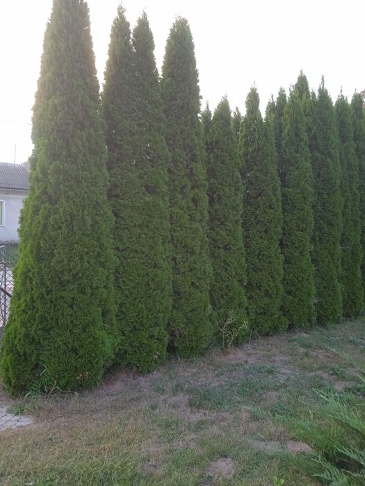 Продам туй.ціна договірна