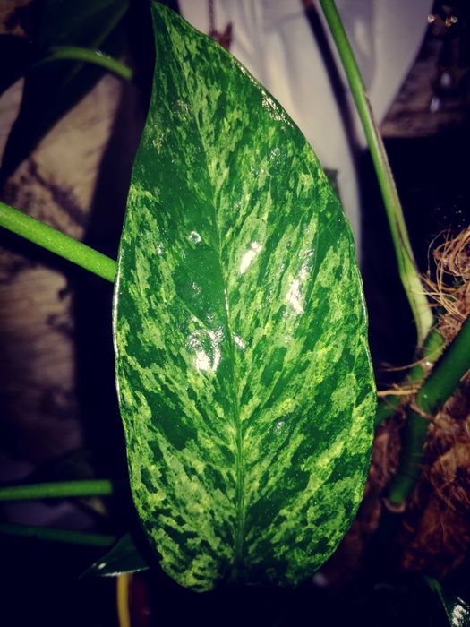 Epipremnum Pinnatum Baltic Blue Mint Variegata Monstera Philodendron
