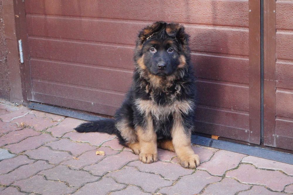 owczarek niemiecki piesek z rodowodem.