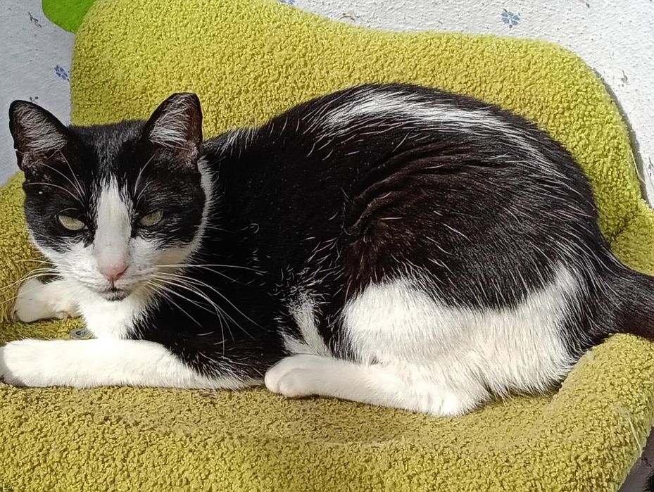 gato jovem para adoção responsável