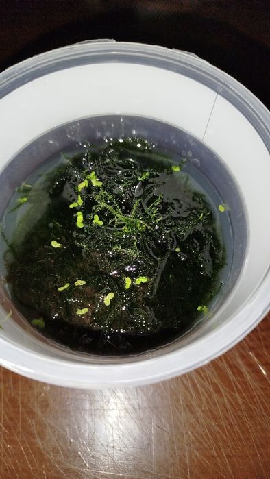 Oddam roślinki akwariowe