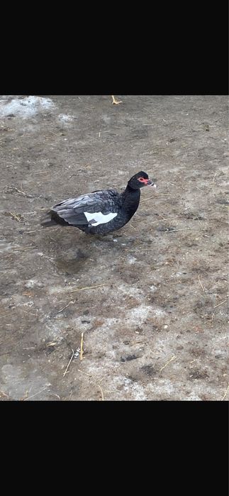 Індо-качка(шипуни)