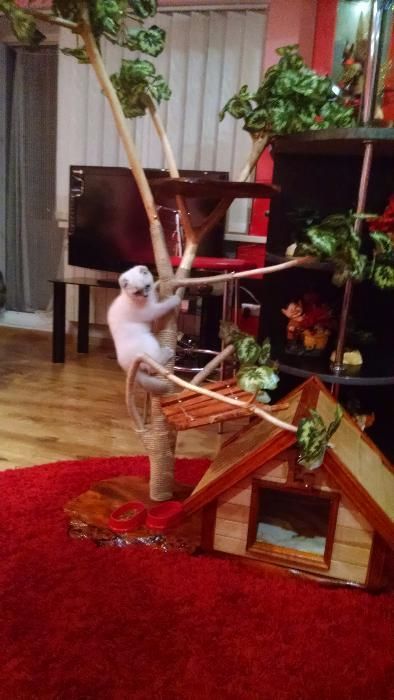 кошкин дом. домик для кота кошки