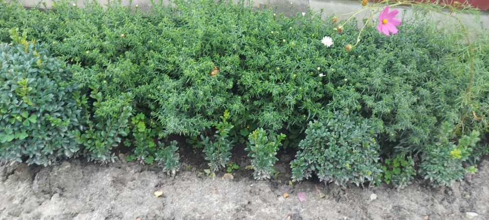 Білі низькорослі осінки або осіння айстра