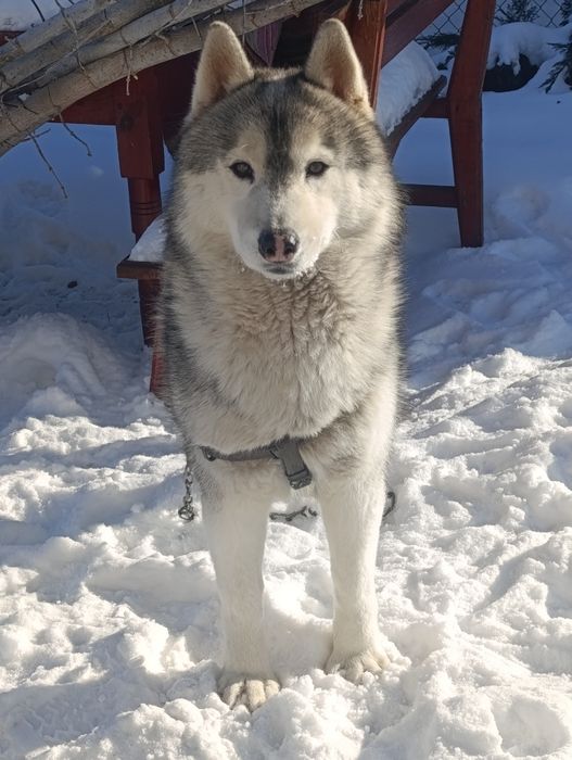 Віддам в добрі руки