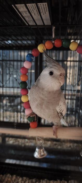Aves criadas a mão
