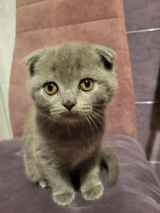 Котенята  британці