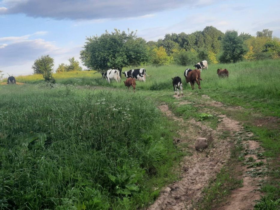 Sprzedam było, krowy, cielaki