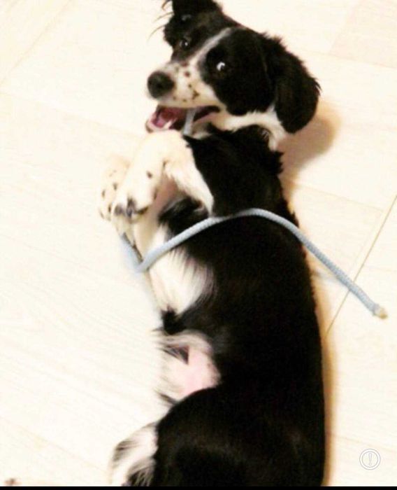 Віддам свою собачку в гарні, люблячі руки