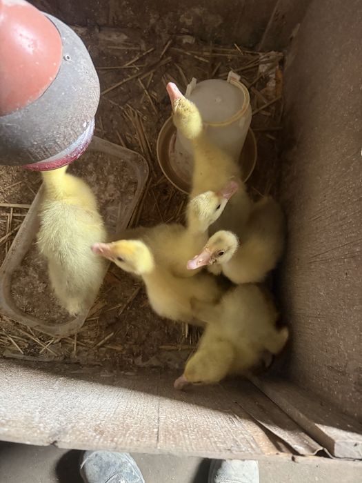 Gęsi landers kołudzkie